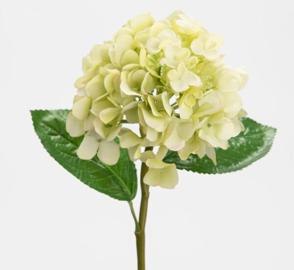 Hortensia reality verde