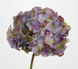 Hortensia Altona