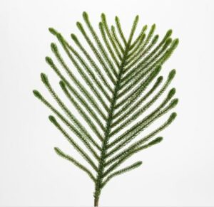 Rama araucaria cookii