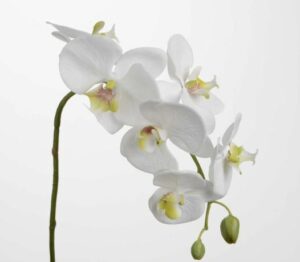 OrquÍdea phalae yukimai 62cm