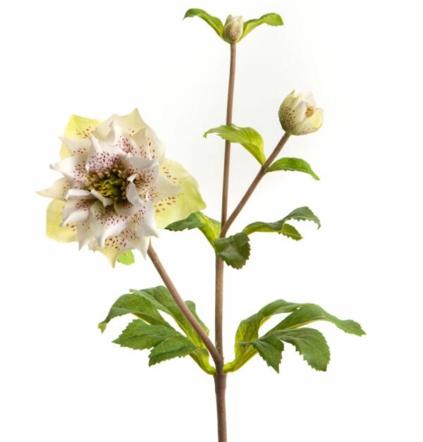 Hellebore Double Ellen