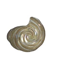 Taça vidro caracol champanhe