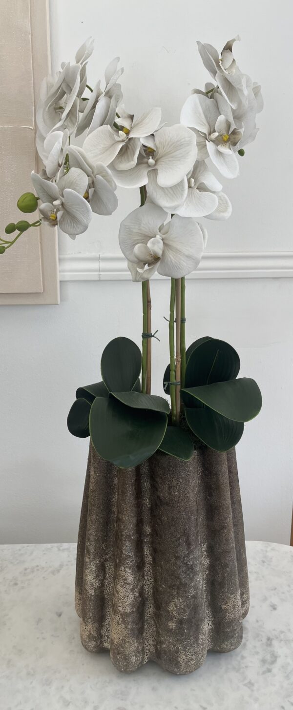 Orquídea 3 caules