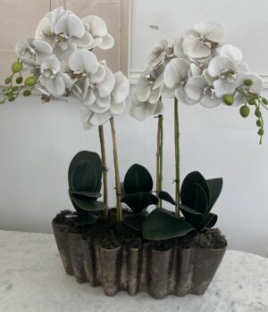 Orquídea 4 caules
